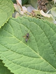 Psammaletes mexicanus