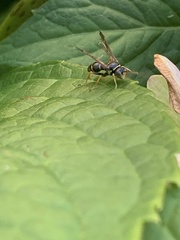 Psammaletes mexicanus