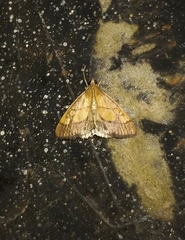 Evergestis limbata