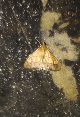 Evergestis limbata