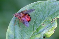 Hystricia abrupta