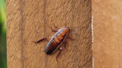 Drymaplaneta heydeniana