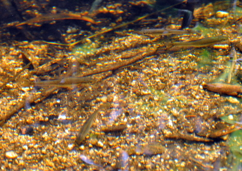 Bermejuela (Achondrostoma arcasii) — Cyprinidae — 3