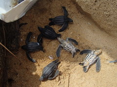 Dermochelys coriacea
