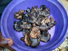 Cantharellus nigrescens