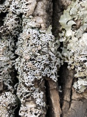 Physconia subpallida