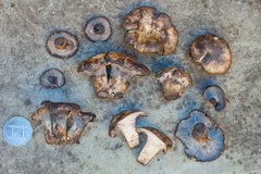 Cantharellus nigrescens