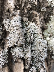 Physconia subpallida