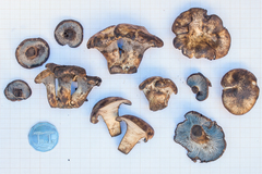 Cantharellus nigrescens