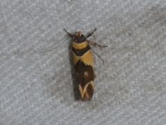 Macrobathra chrysotoxa