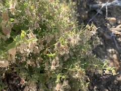 Silene lemmonii
