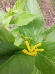 Mandevilla foliosa