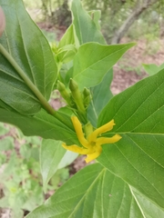 Mandevilla foliosa