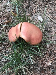 Boletus harrisonii