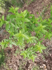 Mandevilla foliosa