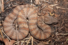 Northern Death Adder photo 2