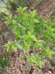 Mandevilla foliosa