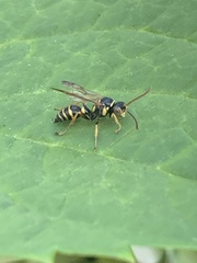 Psammaletes mexicanus