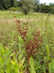 Juncus biflorus