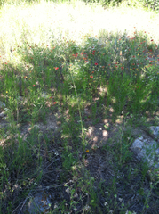 Pediomelum linearifolium