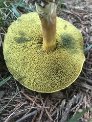 Boletus harrisonii