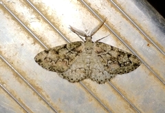 Cleorodes lichenaria
