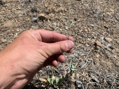 Streptanthus barbatus