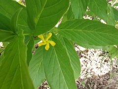 Mandevilla foliosa