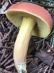 Boletus harrisonii