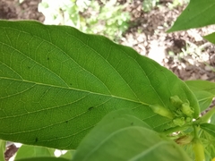 Mandevilla foliosa