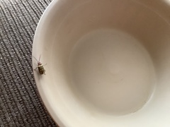 Isotes multipunctata