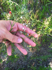 Pediomelum linearifolium
