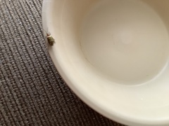 Isotes multipunctata