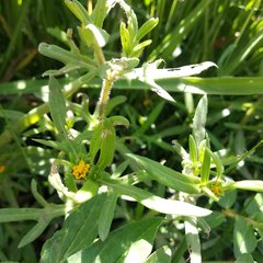 Melampodium sericeum