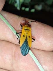 Oncopeltus varicolor