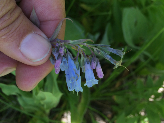Mertensia ciliata var. stomatechoides