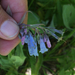 Streamside Bluebell - Photo (c) Donna Pomeroy, some rights reserved (CC BY-NC), uploaded by Donna Pomeroy
