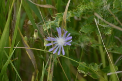 Lactuca tatarica