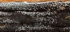 Cyphellaceae