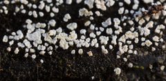 Cyphellaceae