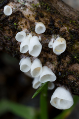 Cyphellaceae