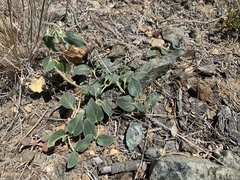 Asclepias solanoana