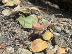 Asclepias solanoana