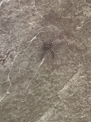 Dolomedes scriptus