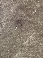 Dolomedes scriptus