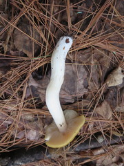 Entoloma bicolor