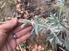Lupinus leucophyllus