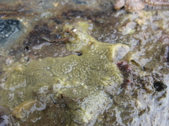 Timea aurantiaca