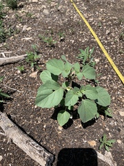 Physalis neomexicana
