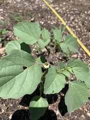 Physalis neomexicana